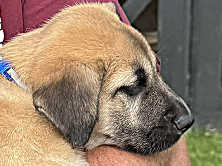 chinook puppy